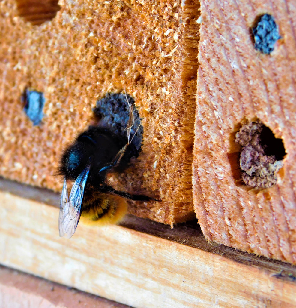 Bees