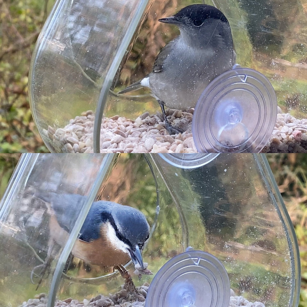 Window Bird Feeder